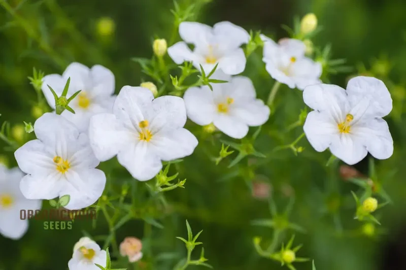 Cup Flower Seeds (White Robe Nierembergia Seeds) - Elegant White Blooms for Gardens