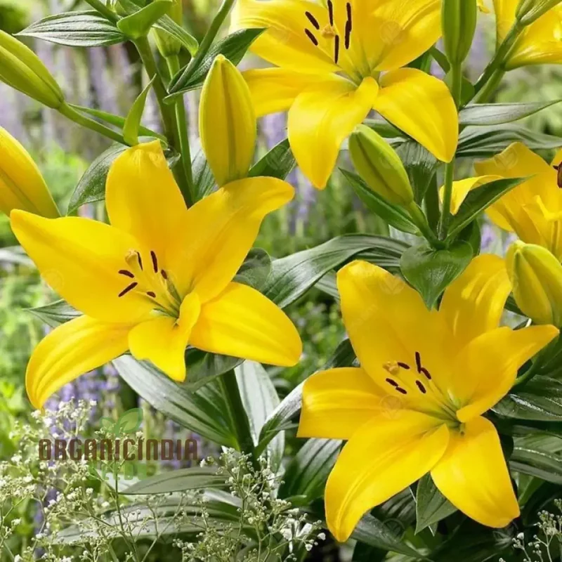 Lily-Scented Creeper Bonsai Light Yellow Flower Seeds for Planting | 100 pcs