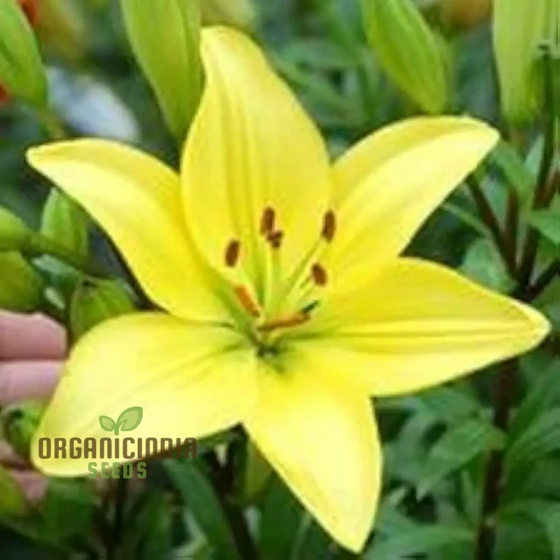 Lily-Scented Creeper Bonsai Light Yellow Flower Seeds for Planting | 100 pcs