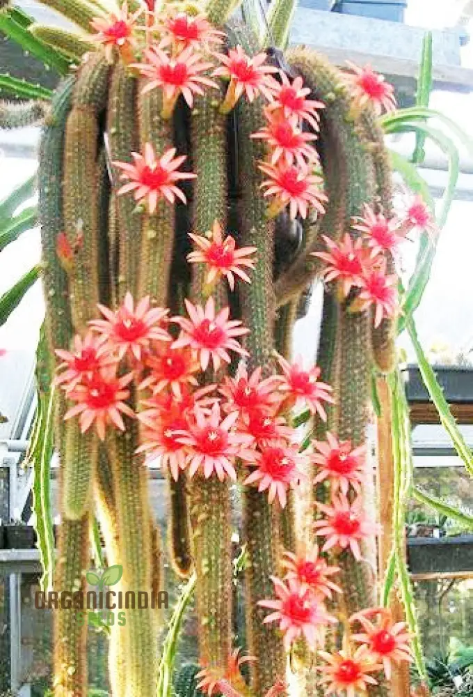 Planting HildeWintera Aureispina Seeds - 100 pcs