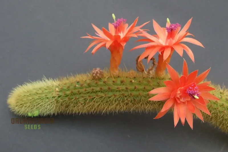 Planting HildeWintera Aureispina Seeds - 100 pcs