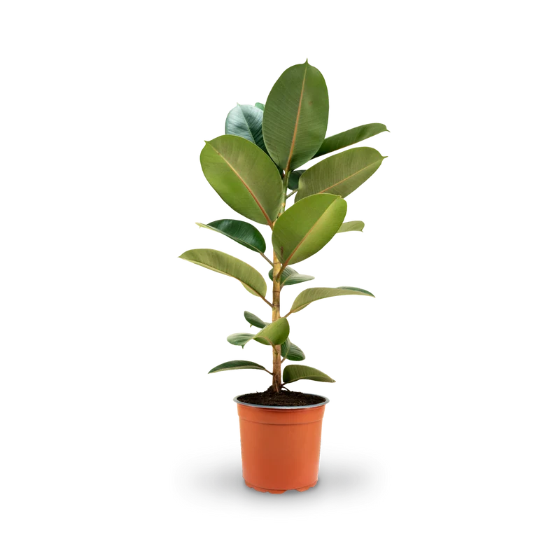 Gummibaum 'Robusta'
