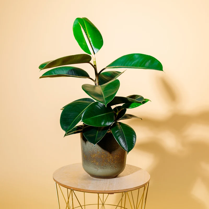 Gummibaum 'Robusta'