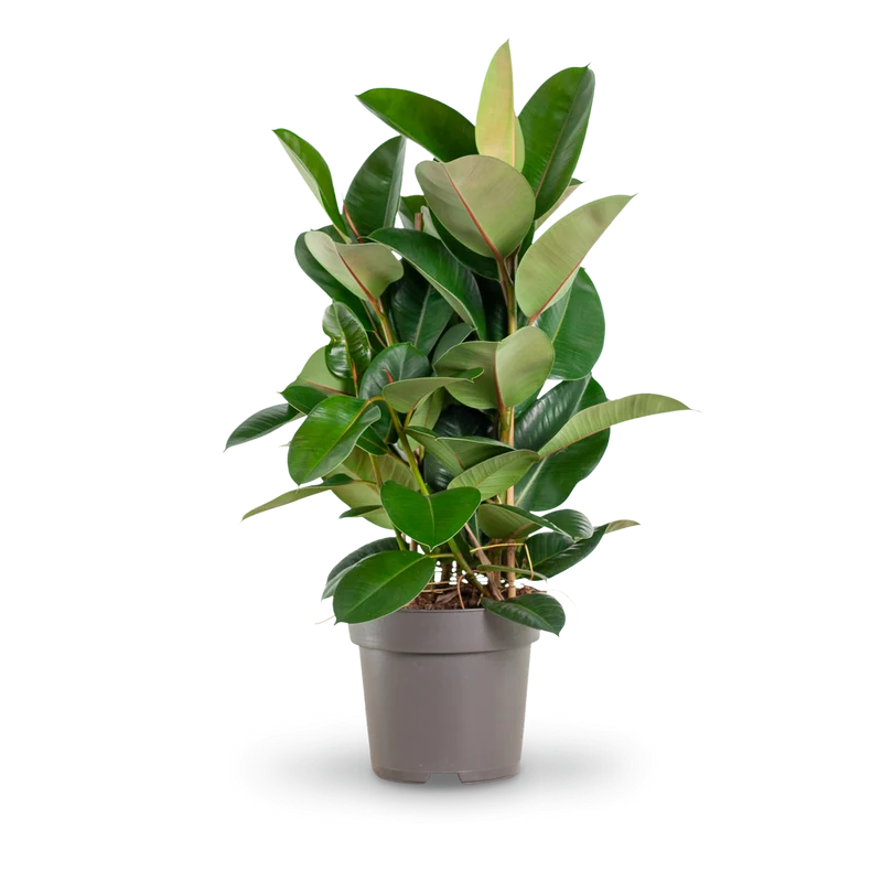 Gummibaum 'Robusta'
