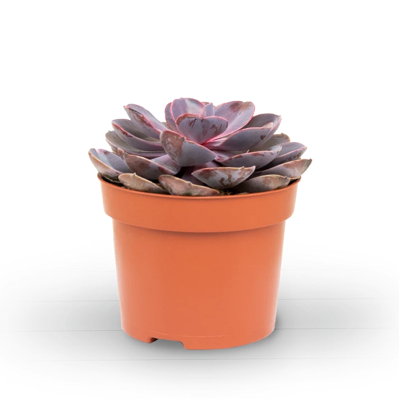 Echeveria 'Purple Pearl'