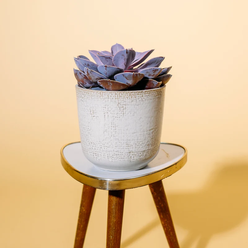 Echeveria 'Purple Pearl'
