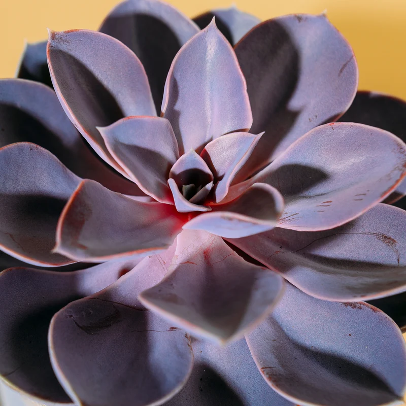 Echeveria 'Purple Pearl'