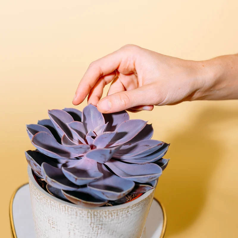 Echeveria 'Purple Pearl'