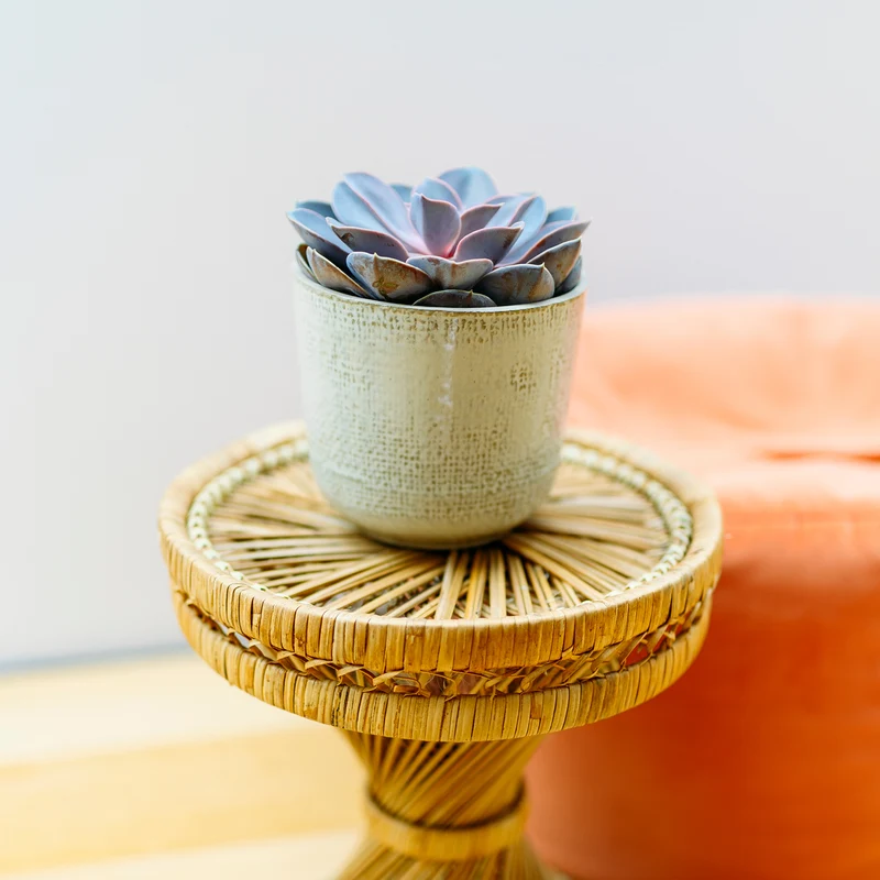 Echeveria 'Purple Pearl'