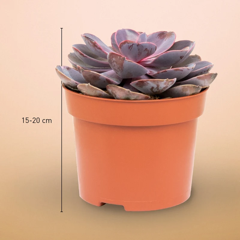 Echeveria 'Purple Pearl'
