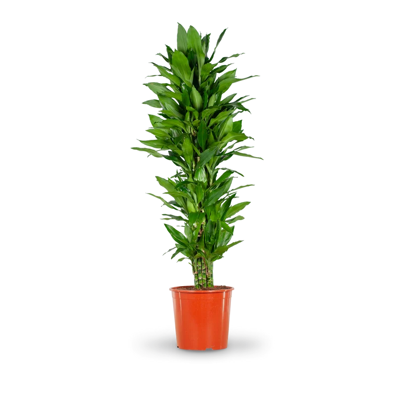 Drachenbaum 'Janet Lind' XXL-Größe