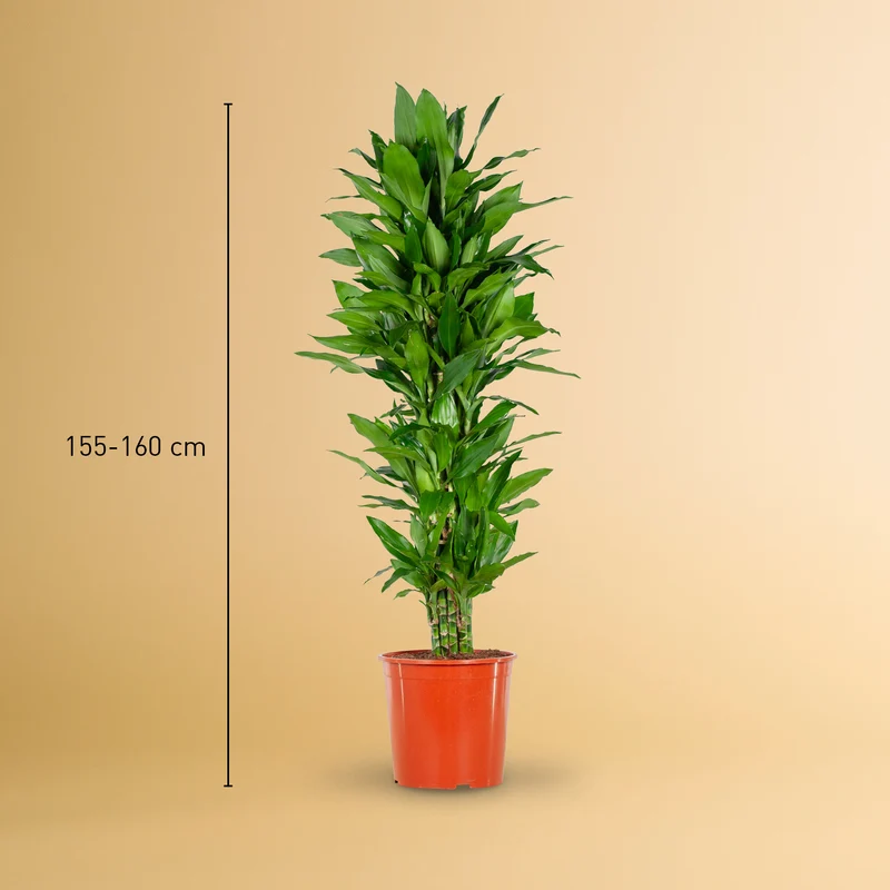 Drachenbaum 'Janet Lind' XXL-Größe
