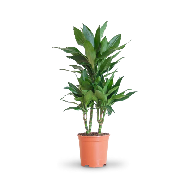 Drachenbaum 'Janet Lind'