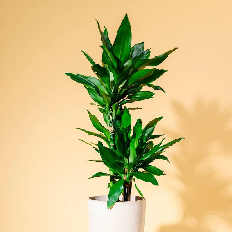 Drachenbaum 'Janet Lind'