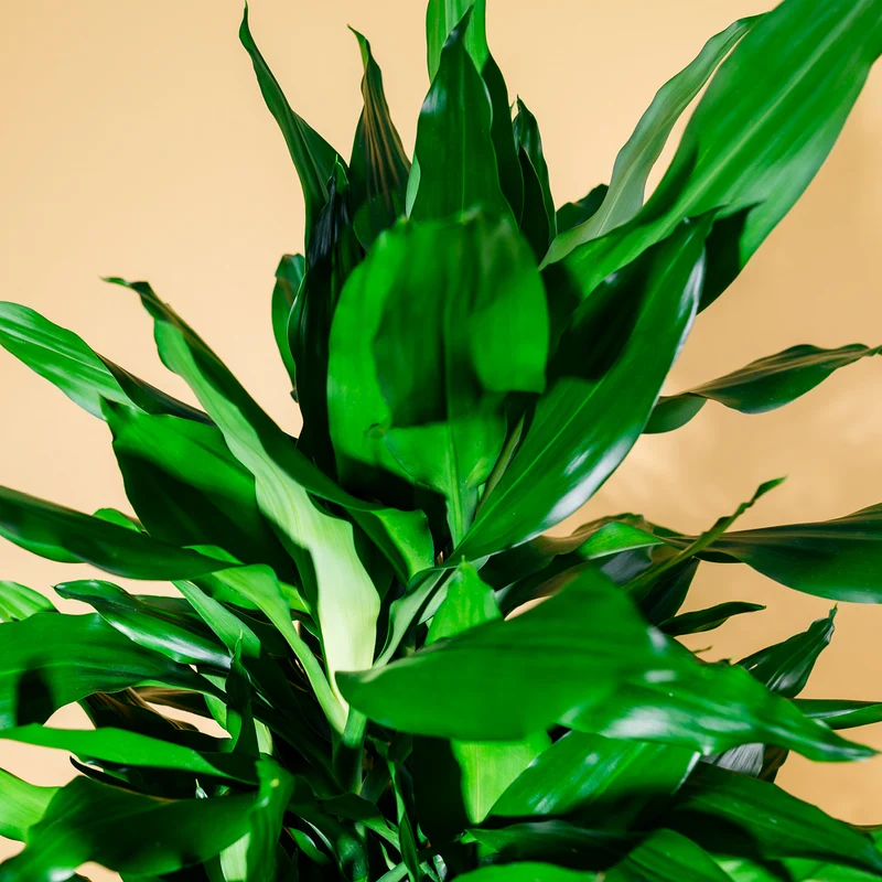 Drachenbaum 'Janet Lind'
