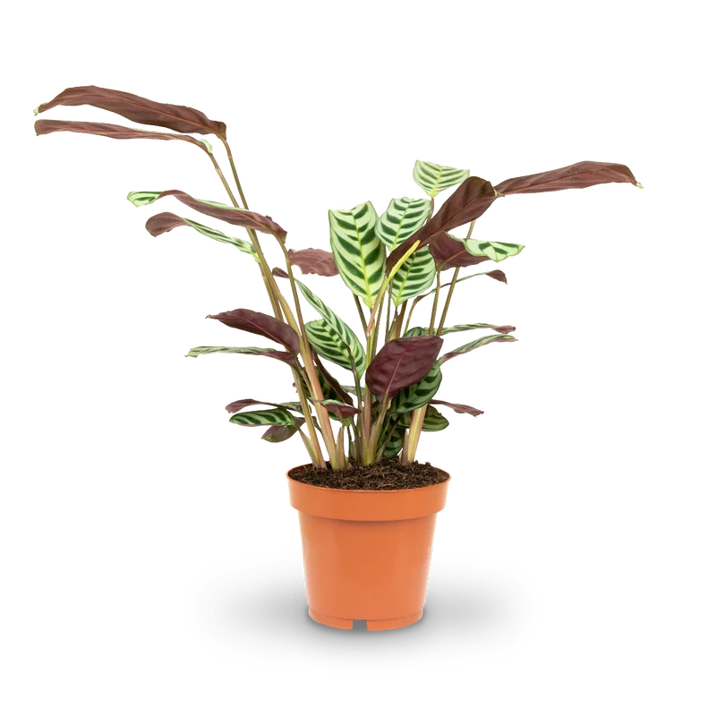 Ctenanthe burle-marxii
