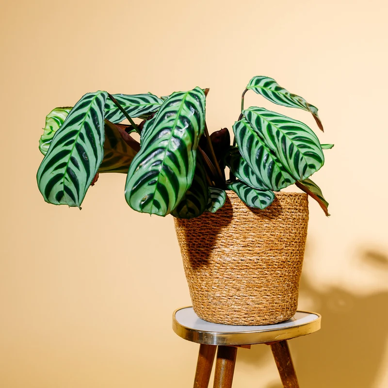 Ctenanthe burle-marxii