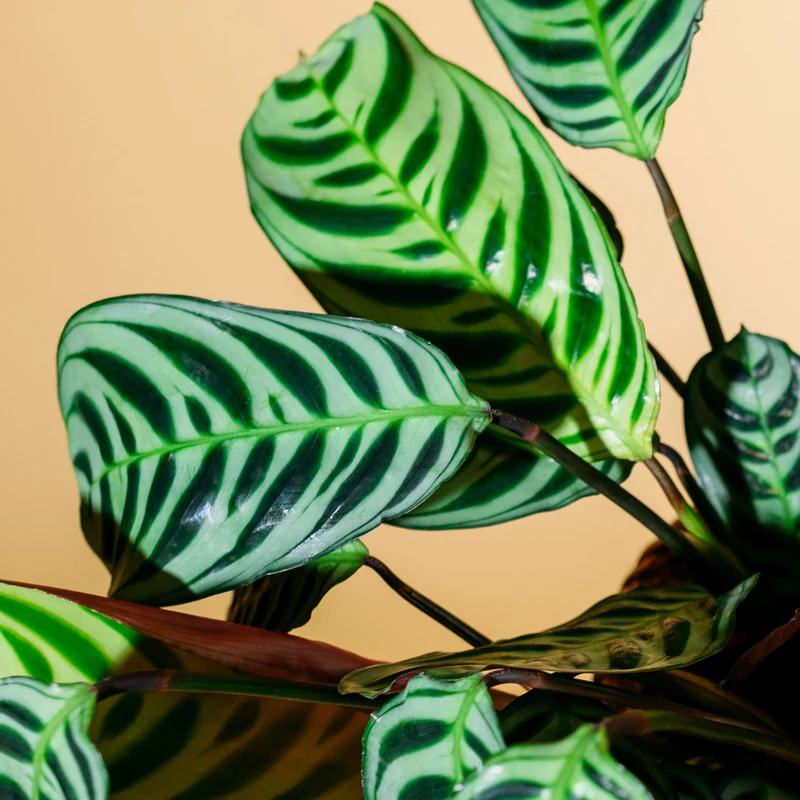 Ctenanthe burle-marxii