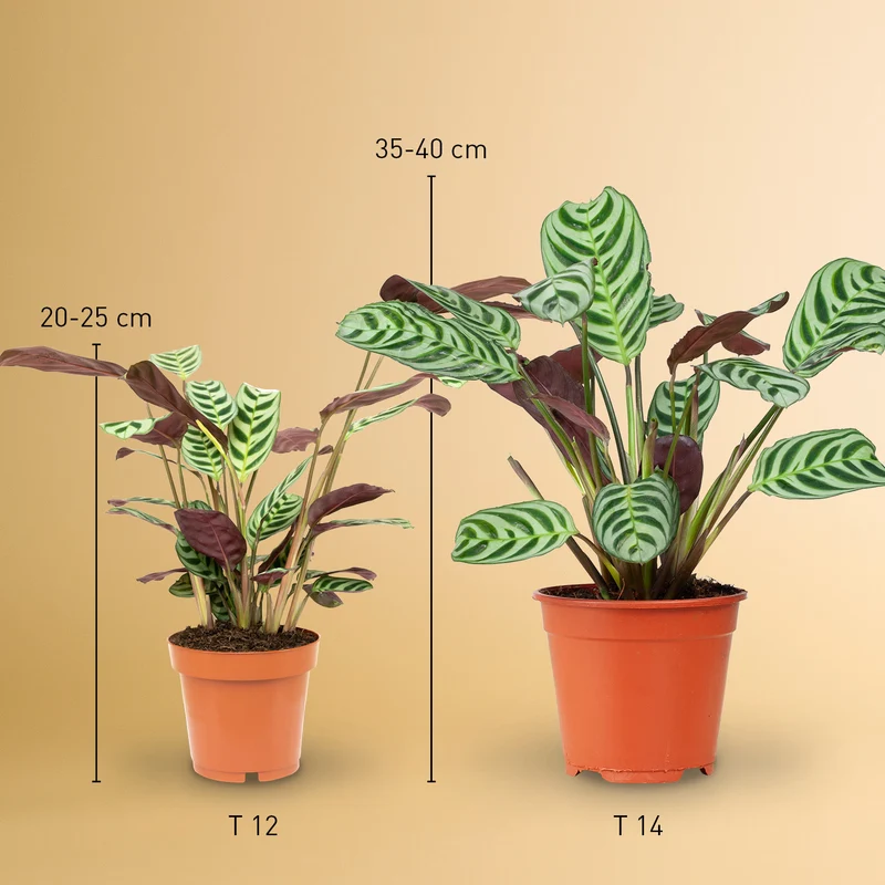 Ctenanthe burle-marxii