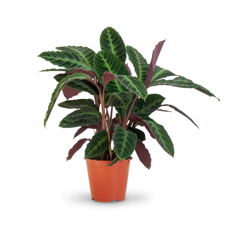 Calathea warscewiczii