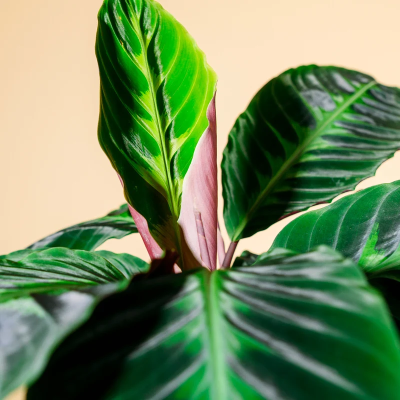 Calathea warscewiczii