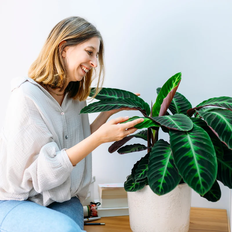 Calathea warscewiczii