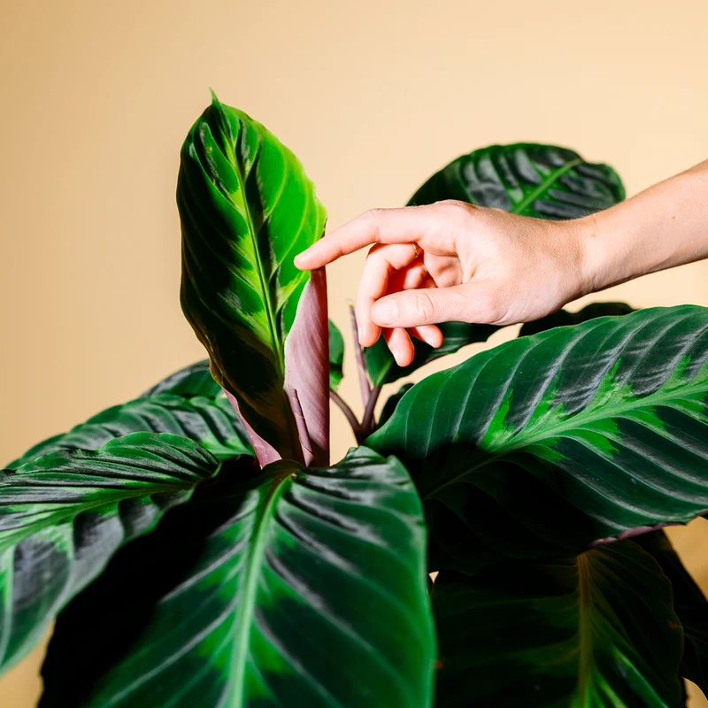 Calathea warscewiczii