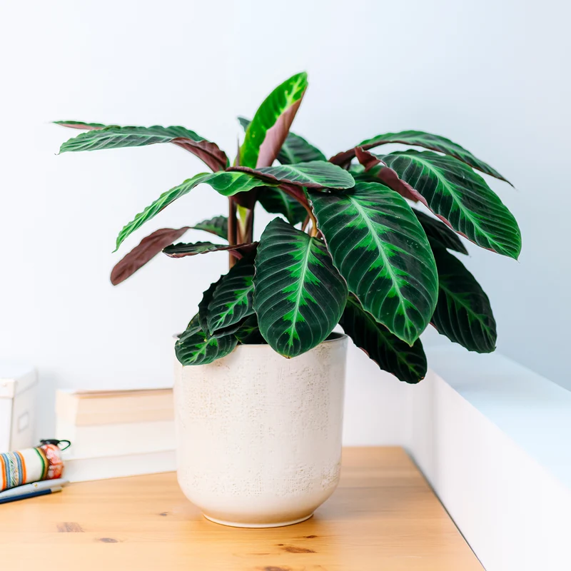 Calathea warscewiczii
