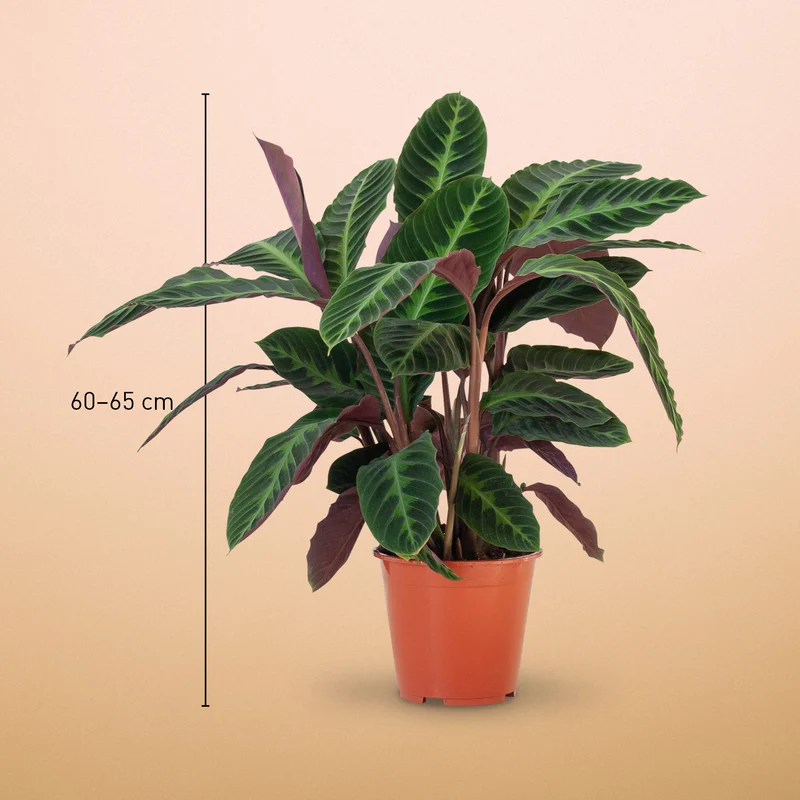 Calathea warscewiczii