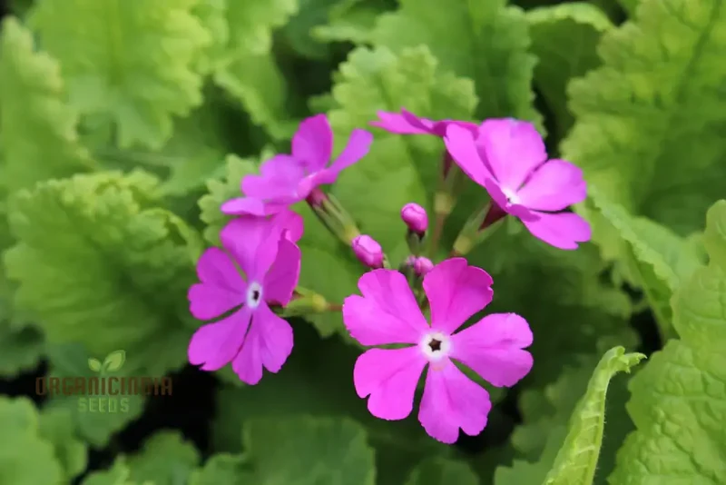 Sakurasou (Primula Sieboldii) Japanese Flower Seeds, Premium Quality Seeds for Gardening