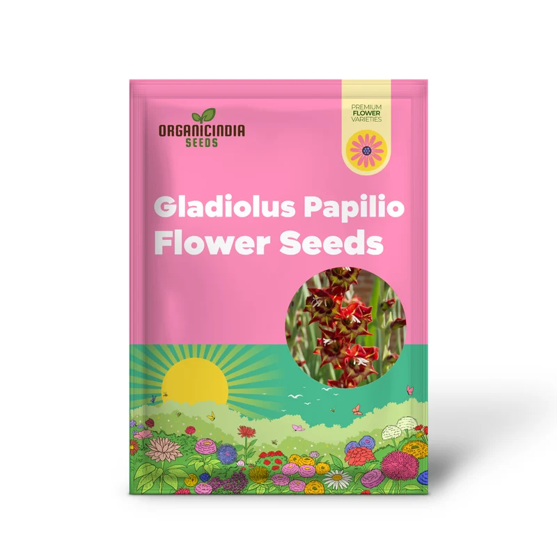 Gladiolus Papilio Vito Flower Seeds for Planting, Vibrant Butterfly Flowering for Your Garden, Premium Quality Seeds for Beautiful Blooms