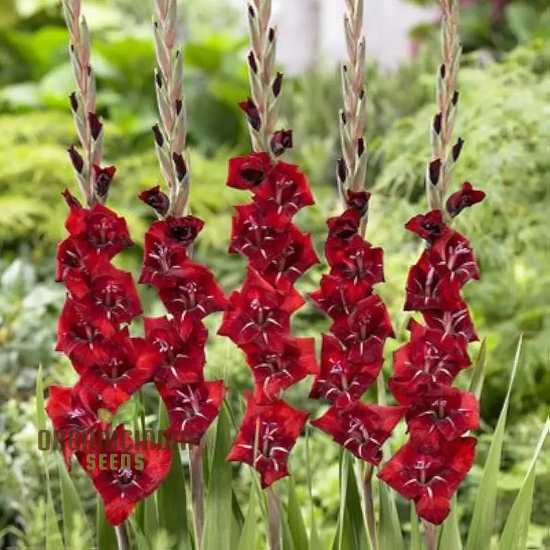 Gladiolus Papilio Vito Flower Seeds for Planting, Vibrant Butterfly Flowering for Your Garden, Premium Quality Seeds for Beautiful Blooms