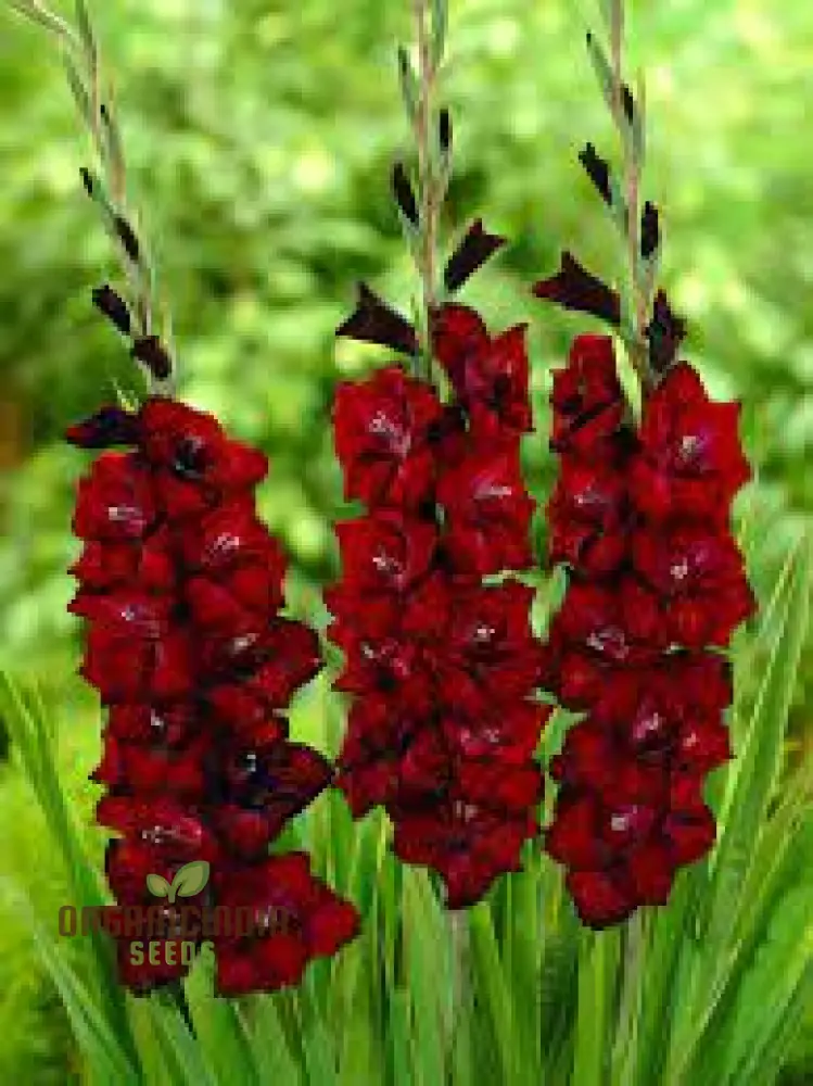 Gladiolus Papilio Vito Flower Seeds for Planting, Vibrant Butterfly Flowering for Your Garden, Premium Quality Seeds for Beautiful Blooms