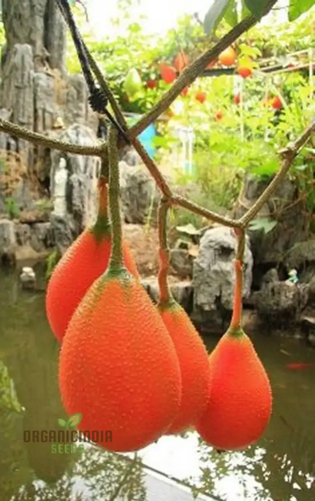 Vining Momordica cochinchinensis Fruit Seeds for Planting, Cultivating Unique and Nutritious Fruits in Your Garden