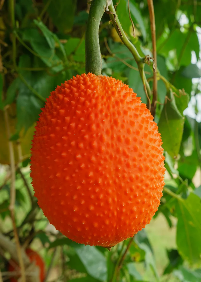 Vining Momordica cochinchinensis Fruit Seeds for Planting, Cultivating Unique and Nutritious Fruits in Your Garden