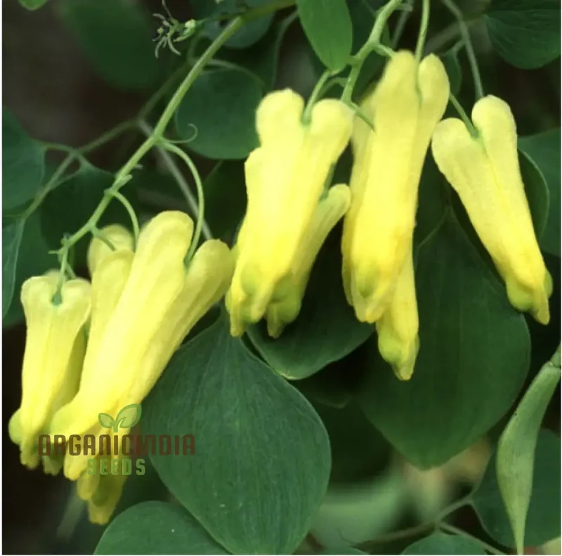 Yellow Bleeding Heart Flower Seeds for Planting, Vibrant Yellow Blooms to Your Garden with These High-Quality Seeds