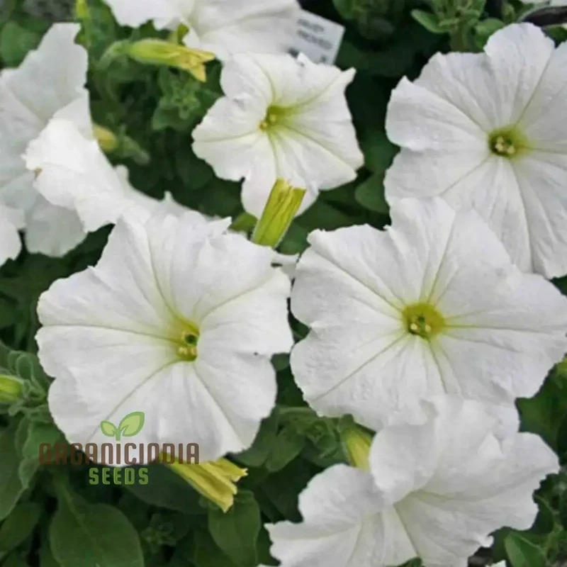 White Garden Petunia, Petunia Seeds, Premium Flower Seeds for Gardening, Beautiful Blooming Petunias, High-Quality Petunia Seeds for Your Garden, Perfect for Flower Beds and Containers