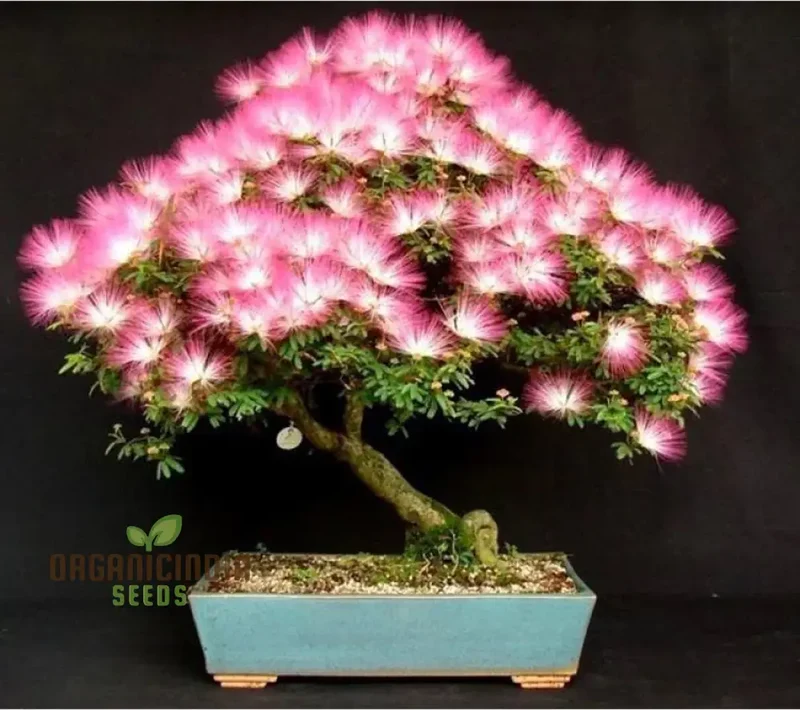 Mimosa Silk Seeds (Albizia julibrissin) , Flower Seeds for Stunning Blooms, Ideal for Planting & Gardening Enthusiasts