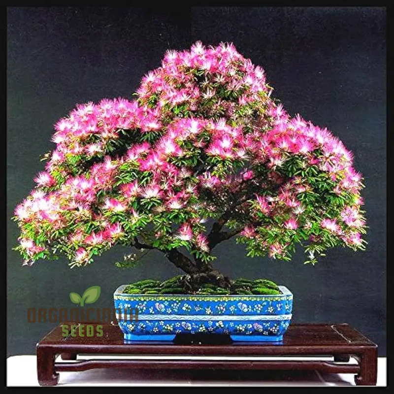 Mimosa Silk Seeds (Albizia julibrissin) , Flower Seeds for Stunning Blooms, Ideal for Planting & Gardening Enthusiasts