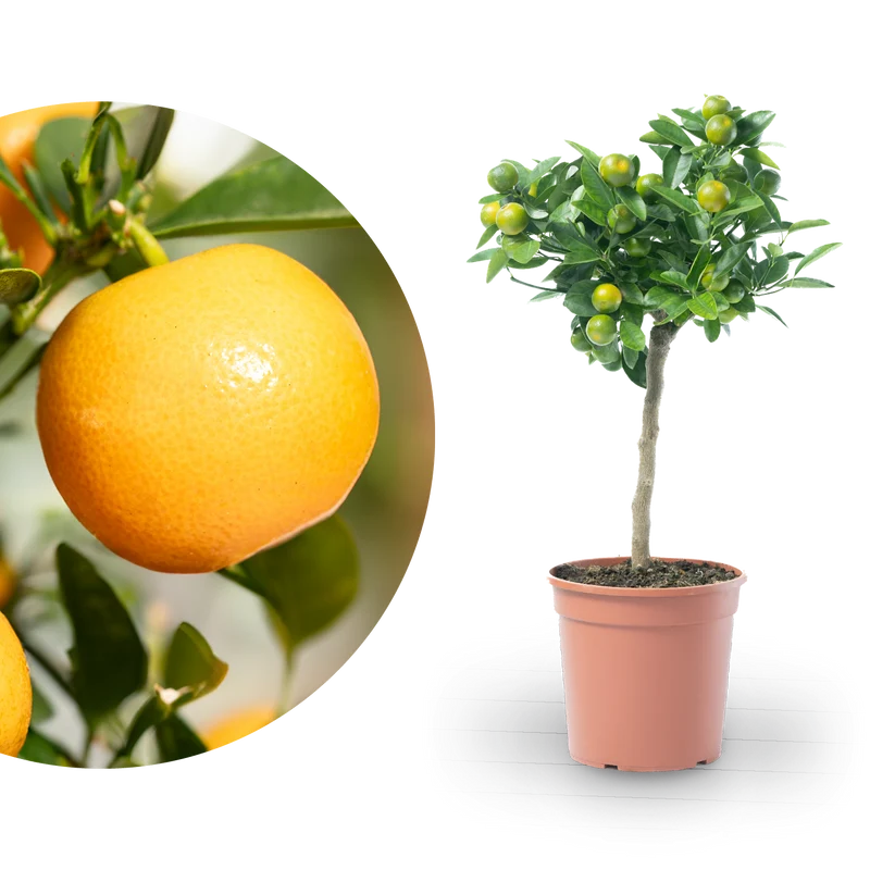 Calamondin-Orange