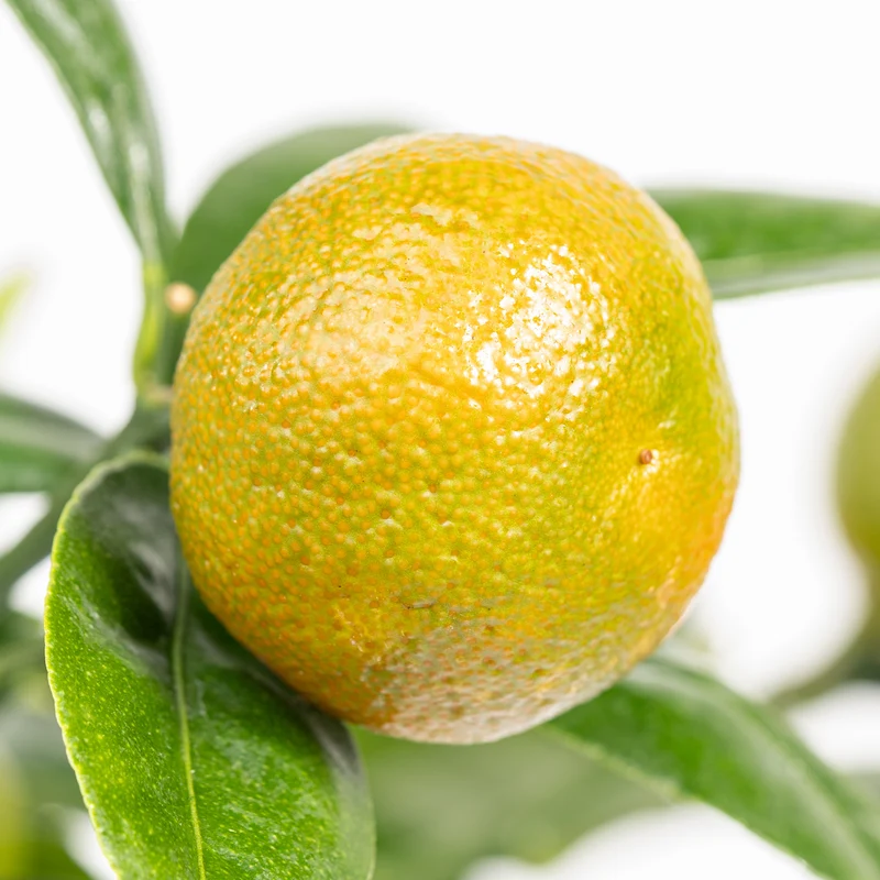 Calamondin-Orange