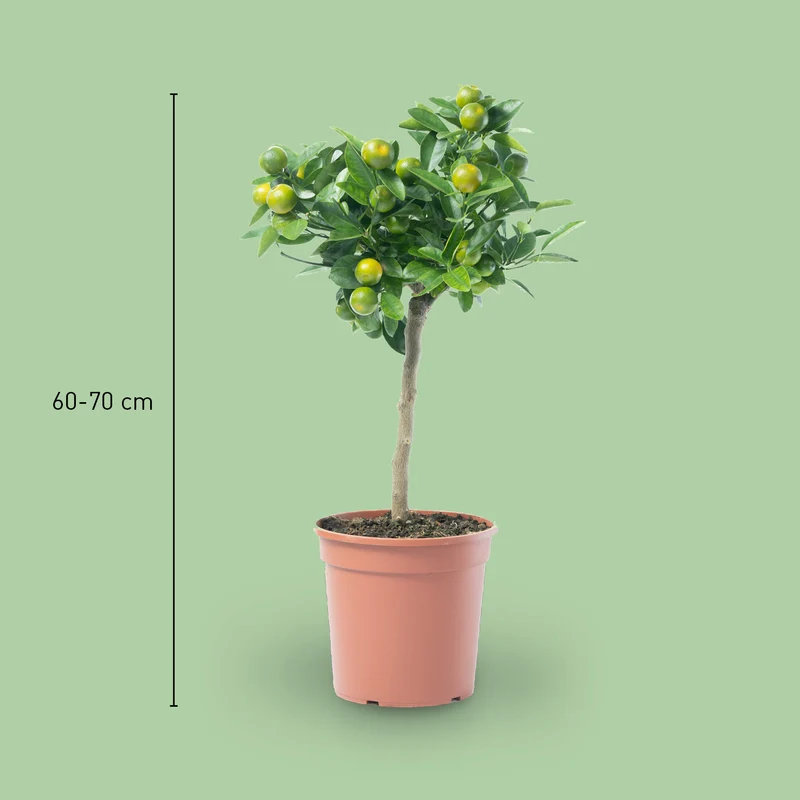 Calamondin-Orange