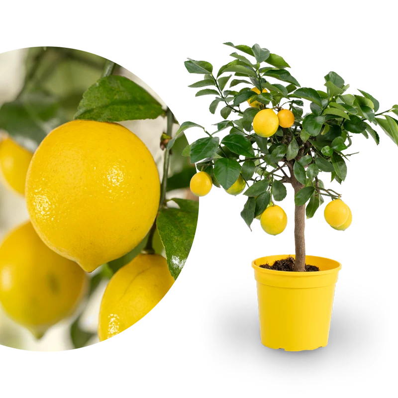 Meyer-Zitrone LEMON TIME®