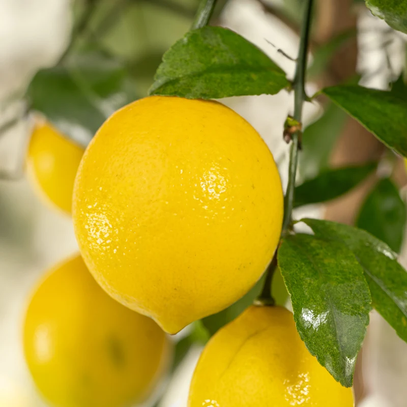 Meyer-Zitrone LEMON TIME®
