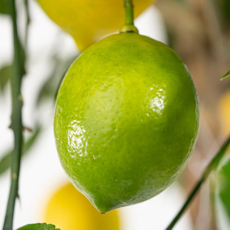Meyer-Zitrone LEMON TIME®