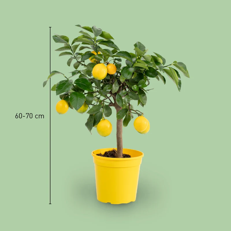 Meyer-Zitrone LEMON TIME®