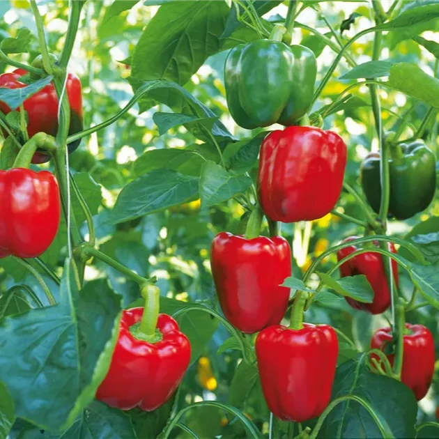 Bright Red Paprika Vegetable Seeds, Planting