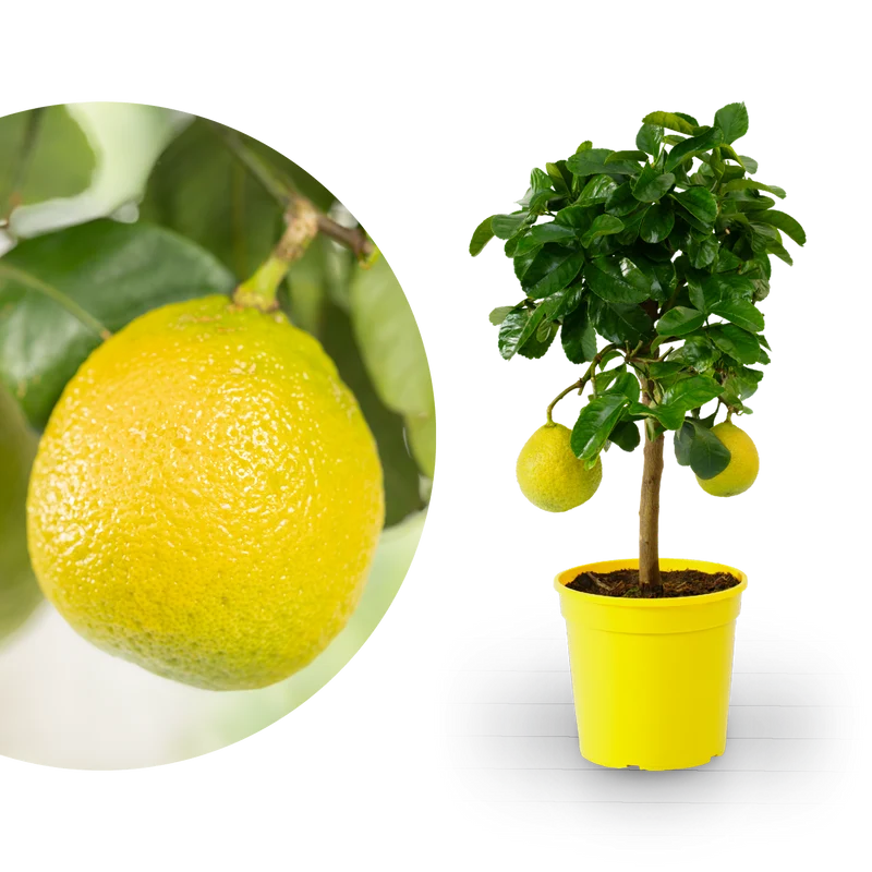 Zitronat-Zitrone LEMON TIME®