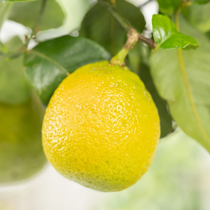 Zitronat-Zitrone LEMON TIME®