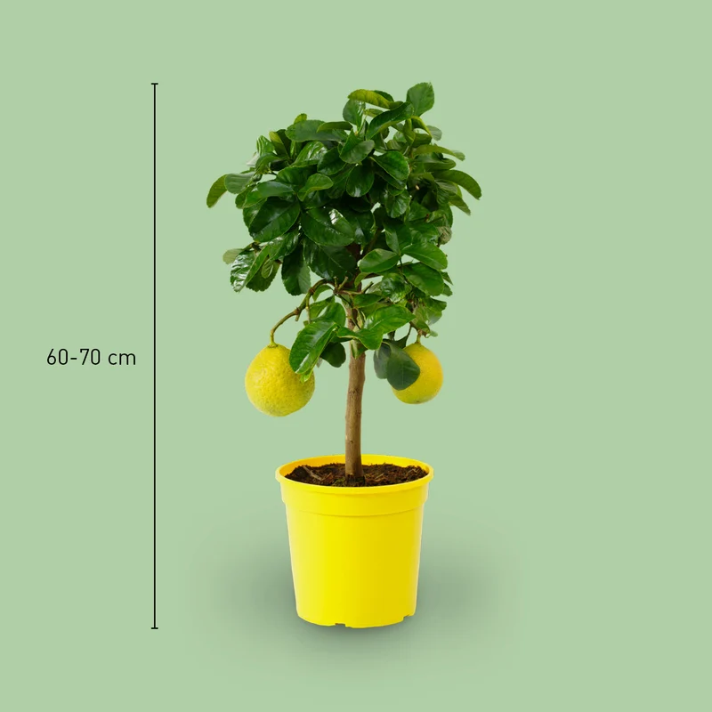 Zitronat-Zitrone LEMON TIME®